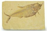 Detailed Fossil Fish (Diplomystus) - Wyoming #369446-1